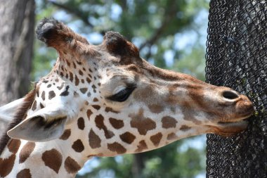 Hayvanat bahçesindeki zürafa