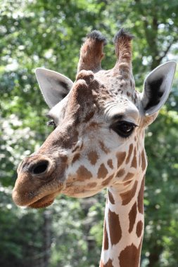 Hayvanat bahçesindeki zürafa