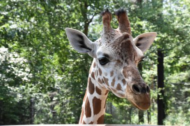 Hayvanat bahçesindeki zürafa
