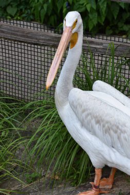 Heron bir hayvanat bahçesi