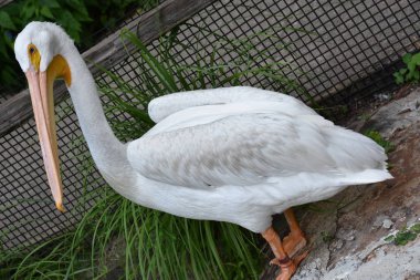 Heron bir hayvanat bahçesi