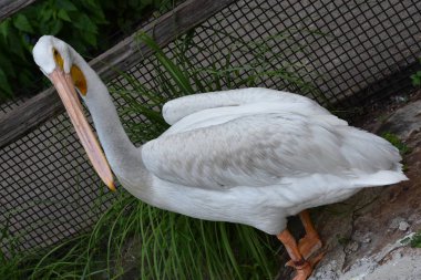 Heron bir hayvanat bahçesi