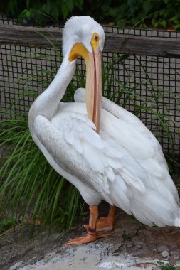 Heron bir hayvanat bahçesi