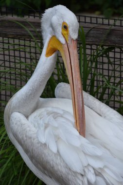 Heron bir hayvanat bahçesi