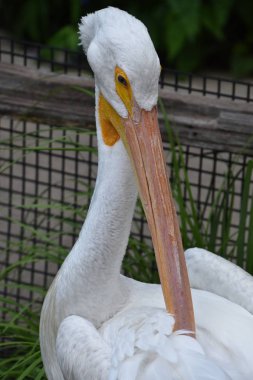 Heron bir hayvanat bahçesi