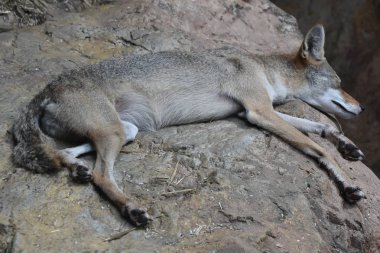 Çakal'ın bir hayvanat bahçesi
