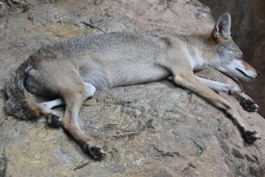 Çakal'ın bir hayvanat bahçesi