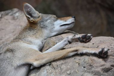 Çakal'ın bir hayvanat bahçesi