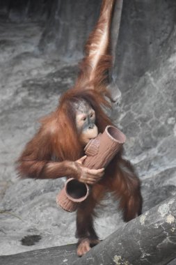 Hayvanat bahçesindeki Orangutan