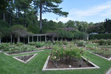 23 Temmuz 2017 'de Alabama' da Birmingham Botanik Bahçeleri 'nde görüldü.. 