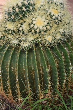 Kaktüs bitki çölde