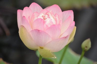 güzel Zambak çiçeği