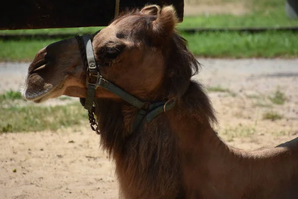 Kamel i ett zoo — Stockfoto
