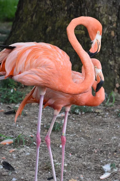 Flamant rose dans un zoo — Photo