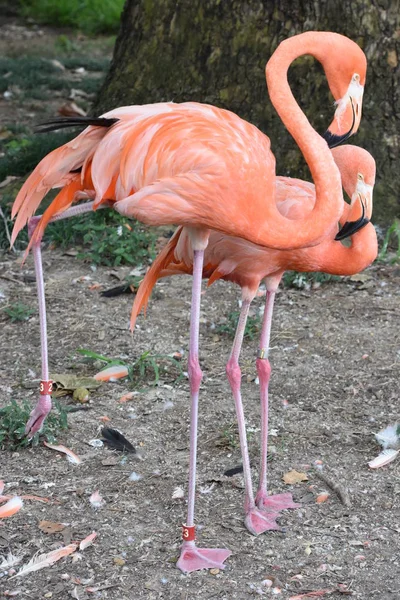 Flamant rose dans un zoo — Photo