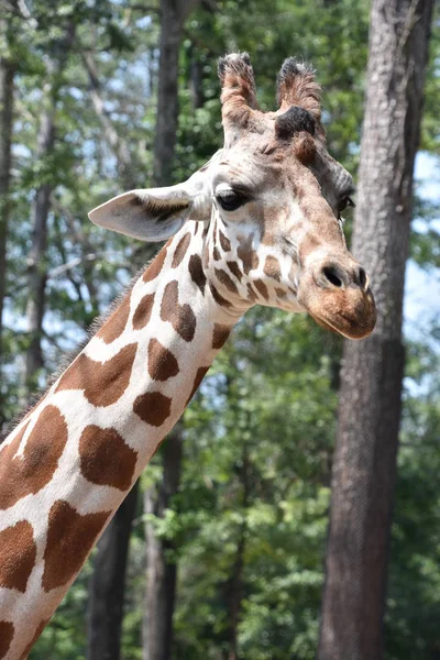 Girafa într-o grădină zoologică — Fotografie, imagine de stoc