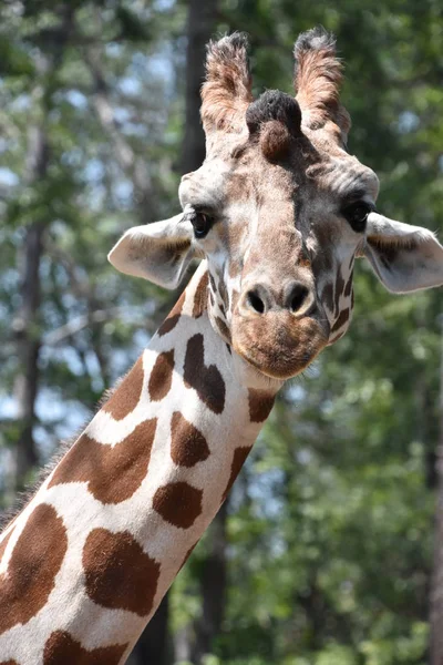 Jirafa en un zoológico — Foto de Stock