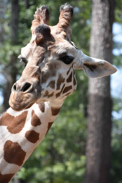 Giraffe in a Zoo — Stock Photo, Image