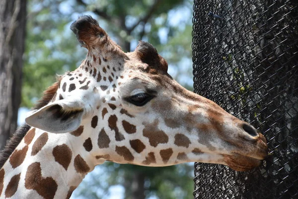 Hayvanat bahçesindeki zürafa — Stok fotoğraf