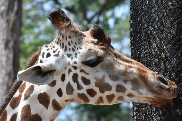 Jirafa en un zoológico — Foto de Stock