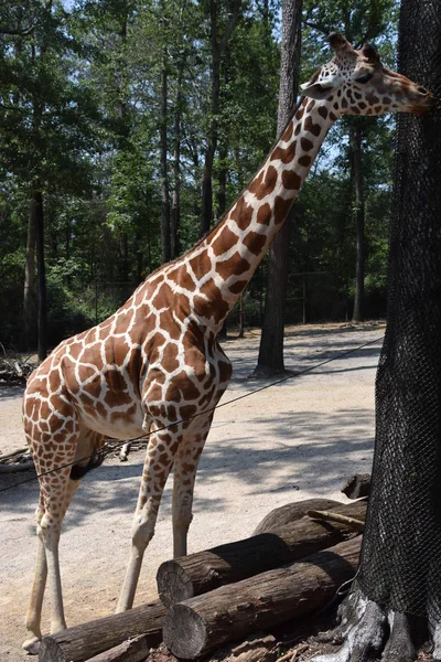 Jirafa en un zoológico —  Fotos de Stock