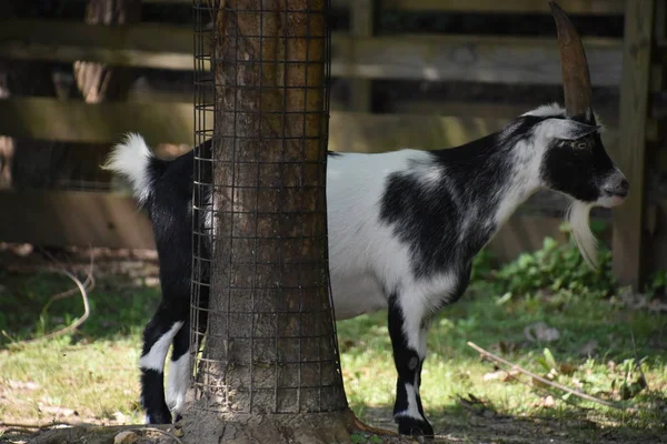 Ziege auf dem Bauernhof — Stockfoto