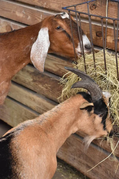 Cabra en una granja —  Fotos de Stock