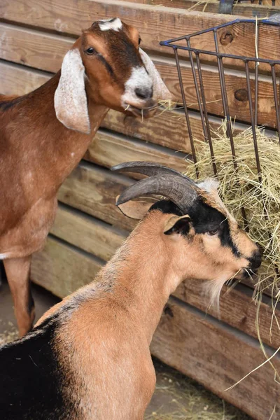 Cabra en una granja —  Fotos de Stock