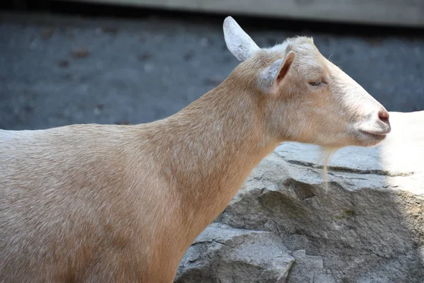 Capra in una fattoria — Foto Stock