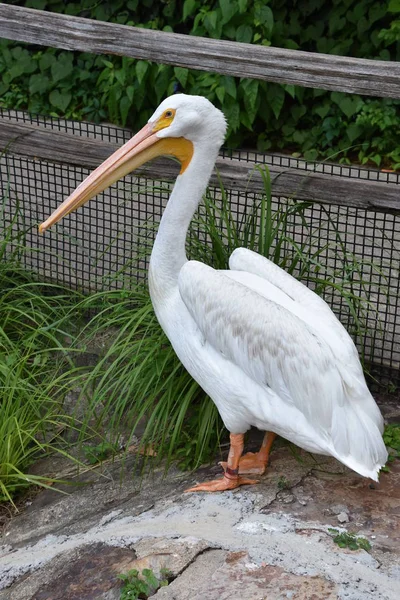 Heron in a Zoo — Stock Photo, Image
