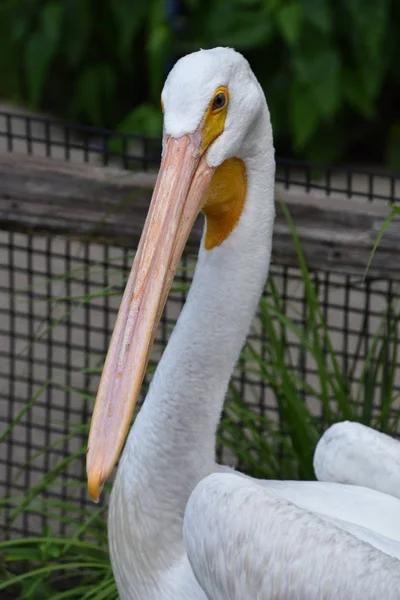 動物園でヘロン — ストック写真