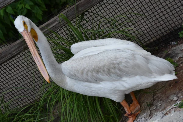 Heron bir hayvanat bahçesi