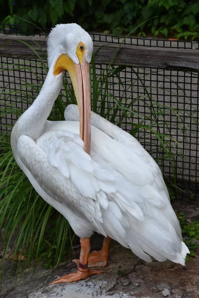 動物園でヘロン — ストック写真