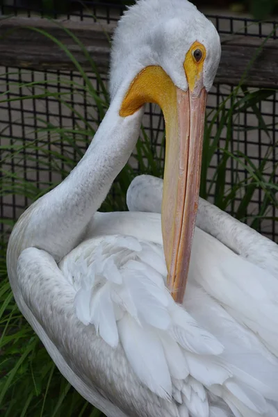 Heron bir hayvanat bahçesi