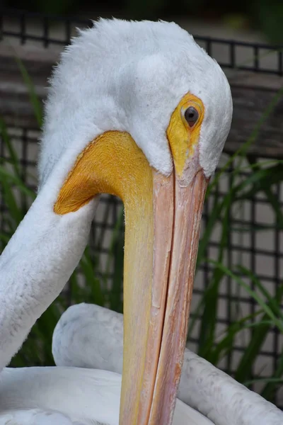 動物園でヘロン — ストック写真