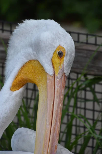 Heron bir hayvanat bahçesi — Stok fotoğraf