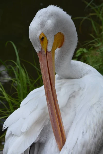 動物園でヘロン — ストック写真