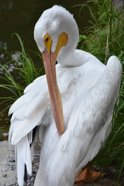 Heron bir hayvanat bahçesi
