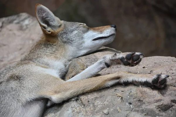 Çakal'ın bir hayvanat bahçesi