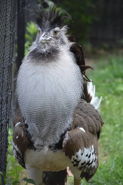 Um Kori Bustard — Fotografia de Stock