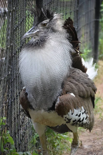 A Kori Bustard — Stock Photo, Image