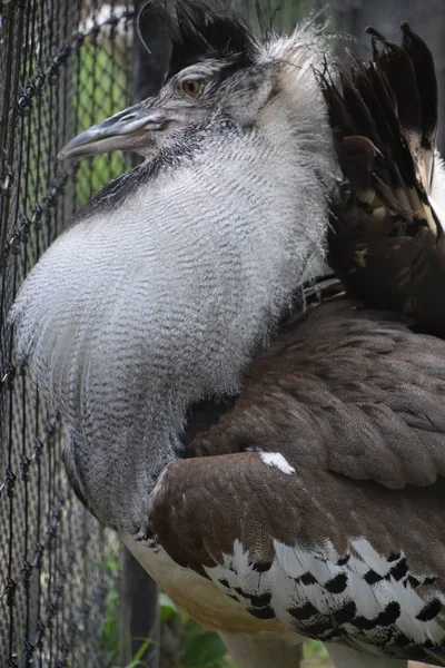 A Kori Bustard — Stock Photo, Image