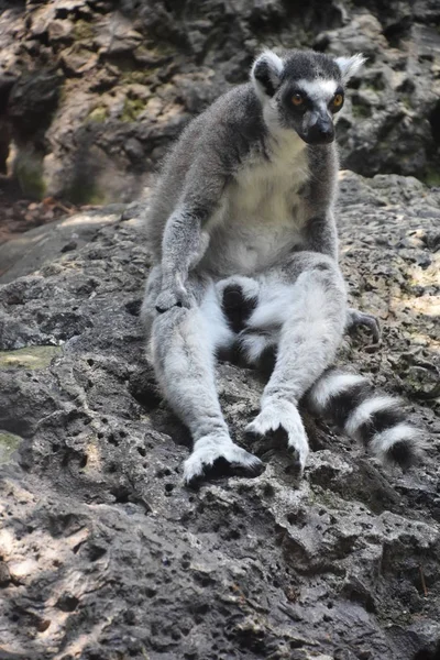 Lemur v zoo — Stock fotografie