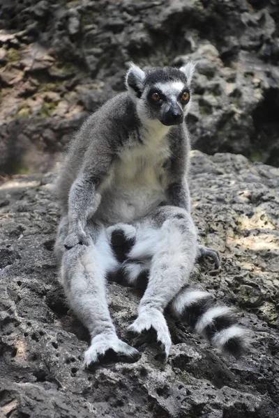 Hayvanat bahçesindeki Lemur — Stok fotoğraf