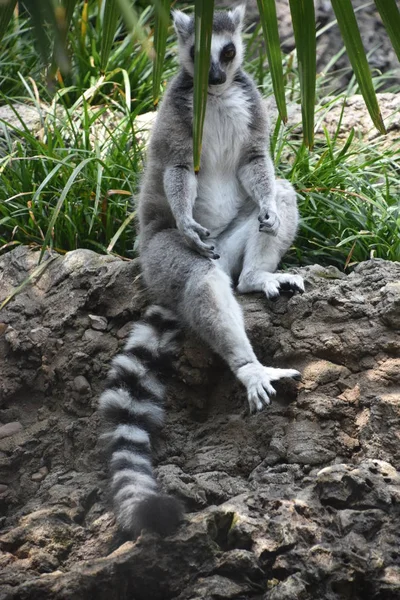 Lémurien dans un zoo — Photo