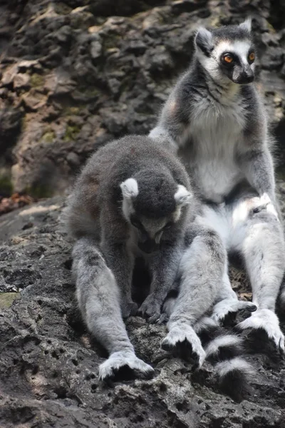 Lemur em um zoológico — Fotografia de Stock