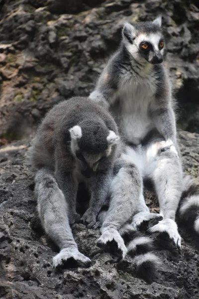 Lemur en un zoológico —  Fotos de Stock