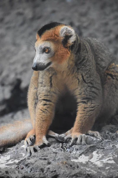 Hayvanat bahçesindeki Lemur — Stok fotoğraf