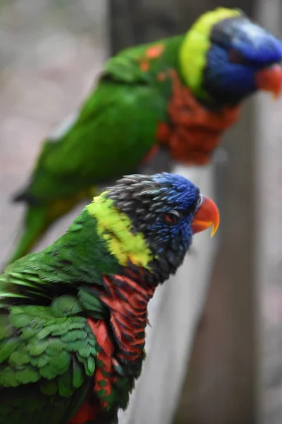 Um Lorikeet colorido — Fotografia de Stock