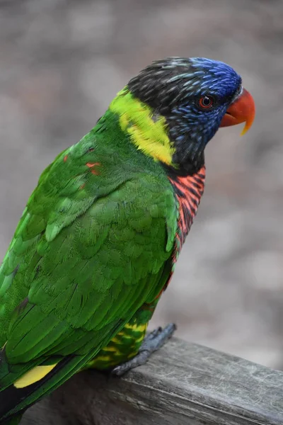 En färgglad Lorikeet — Stockfoto